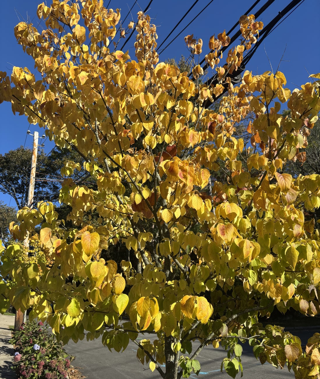 Redbud in Chestnut Hill, MA