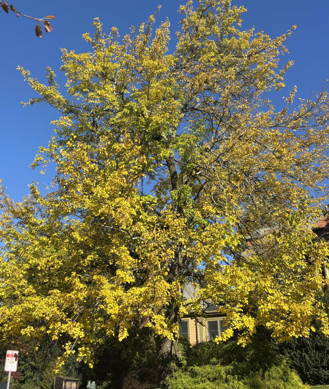 Norway Maple in Chestnut Hill, MA