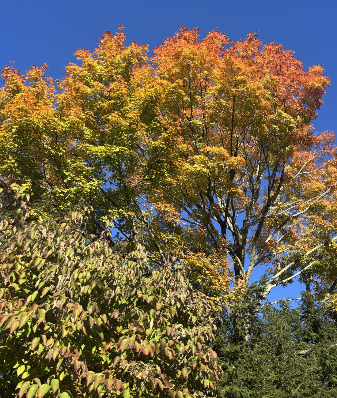 Maple in Chestnut Hill, MA
