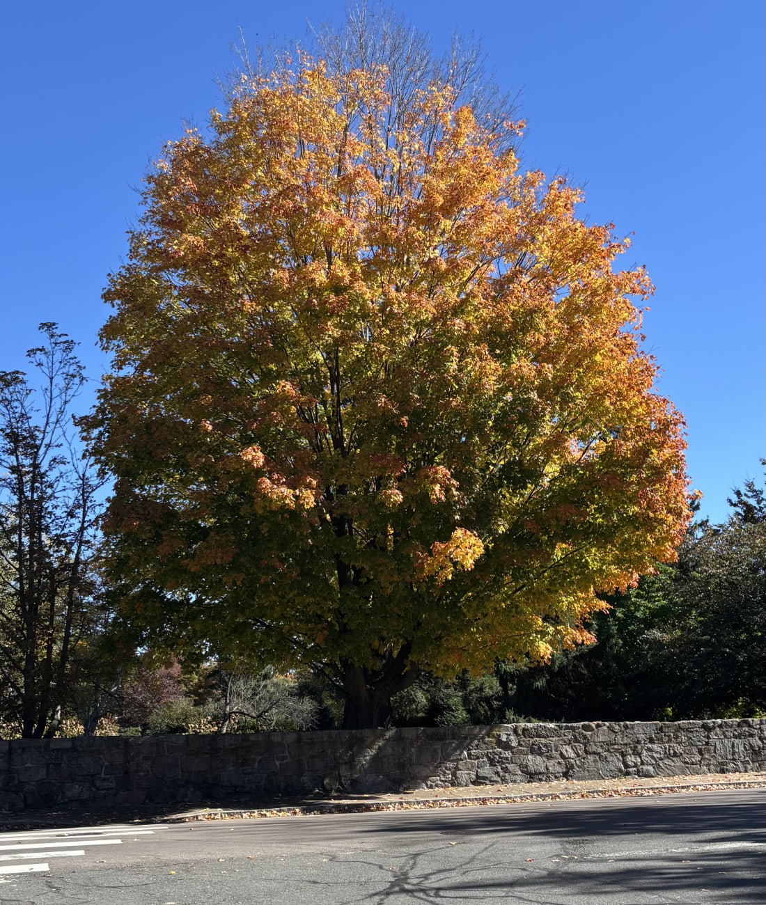 Maple in Chestnut Hill, MA