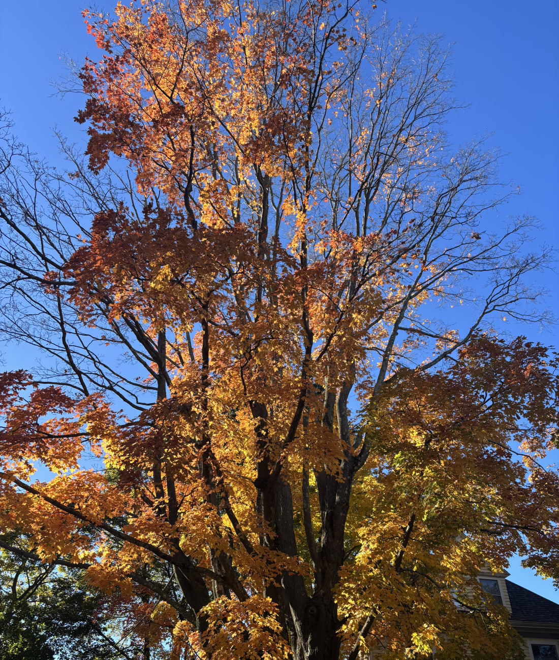 Maple in Chestnut Hill, MA