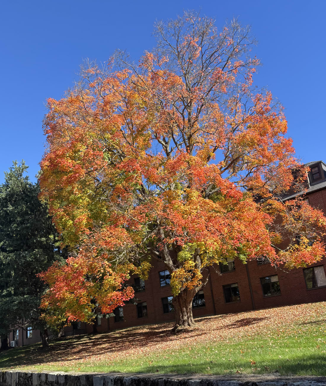 Maple in Chestnut Hill, MA