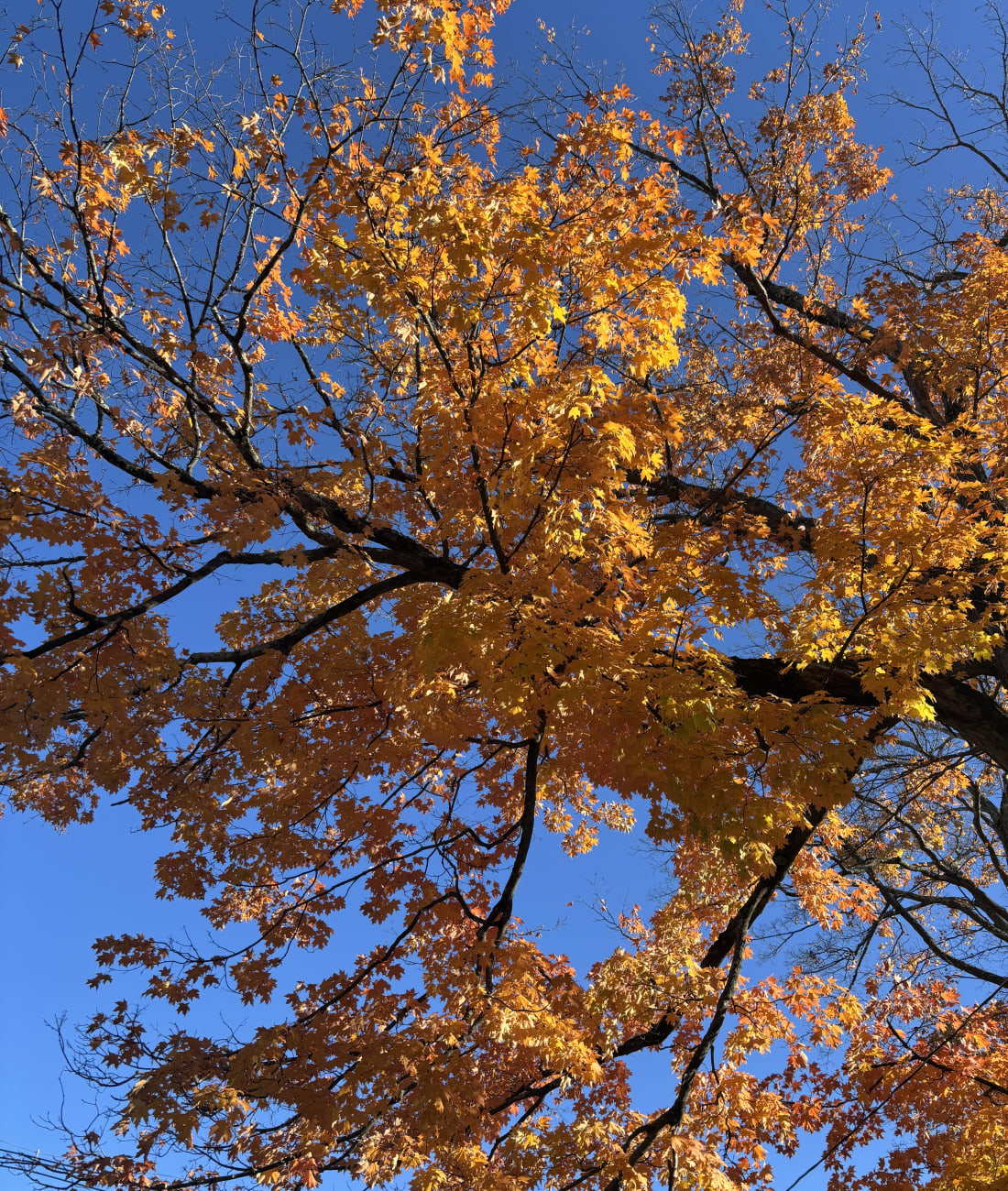 Maple in Chestnut Hill, MA