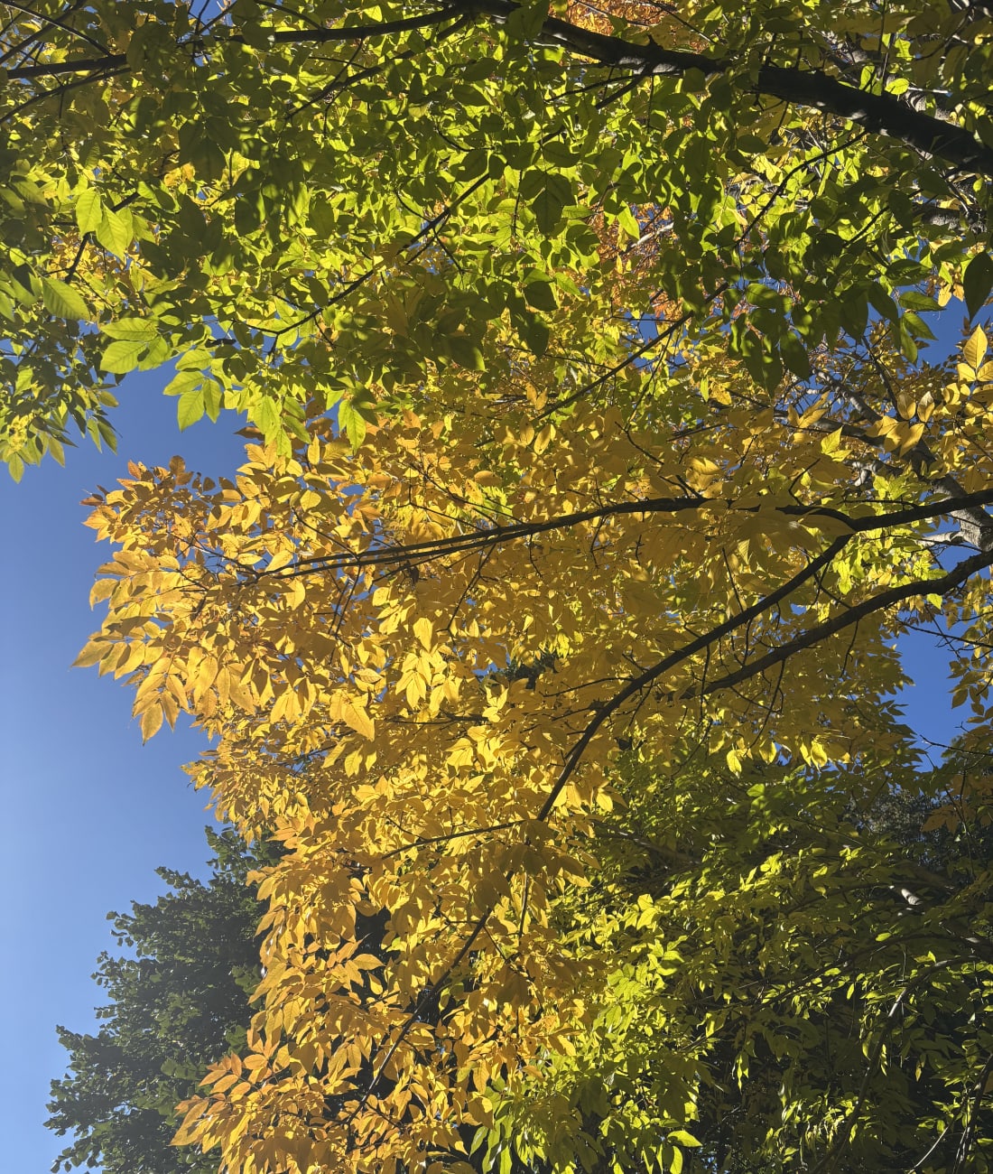 Hickory in Chestnut Hill, MA