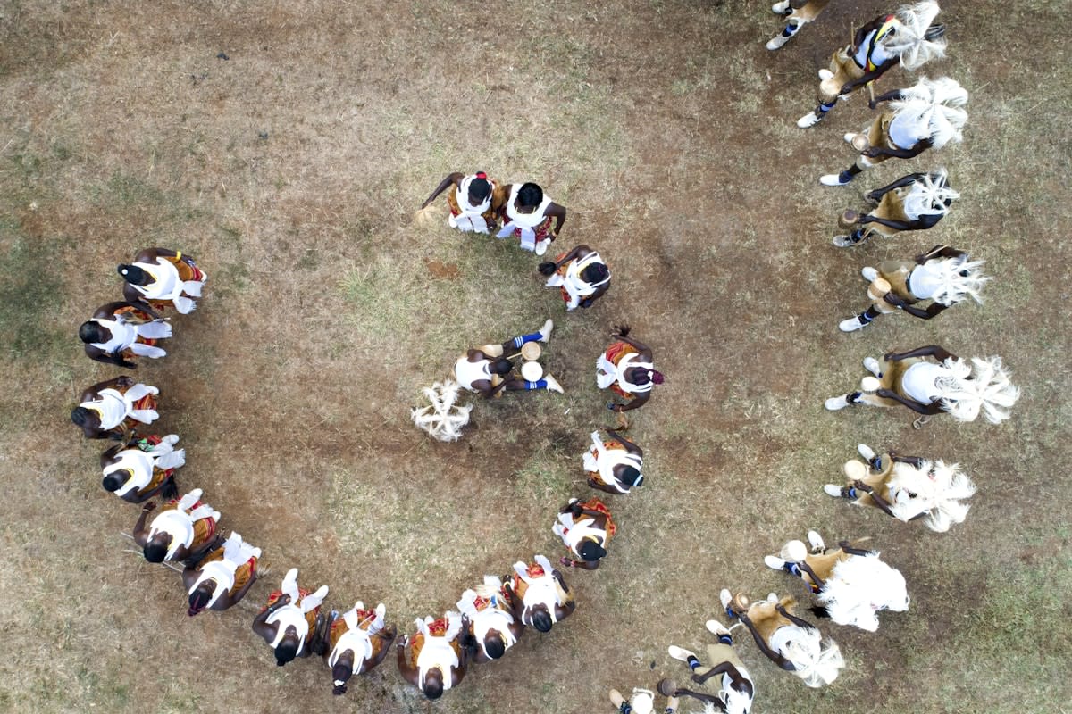 large group of dogs running