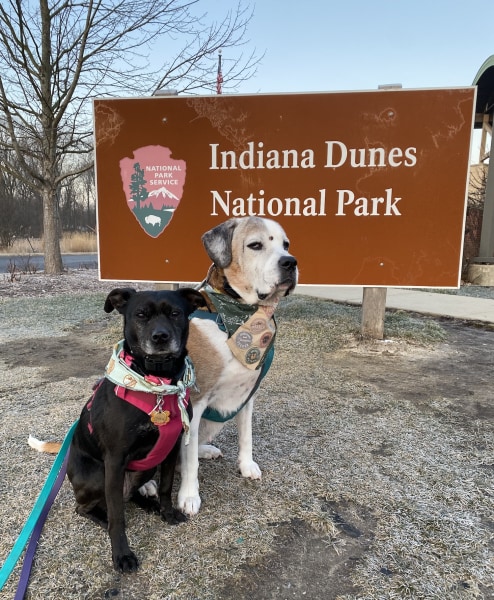 Two dogs sitting in front of the Indiana Dunes National Park sign.  One dog is a medium sized with black short hair.  The other dog is a large dog with short brown hair and a white chest.