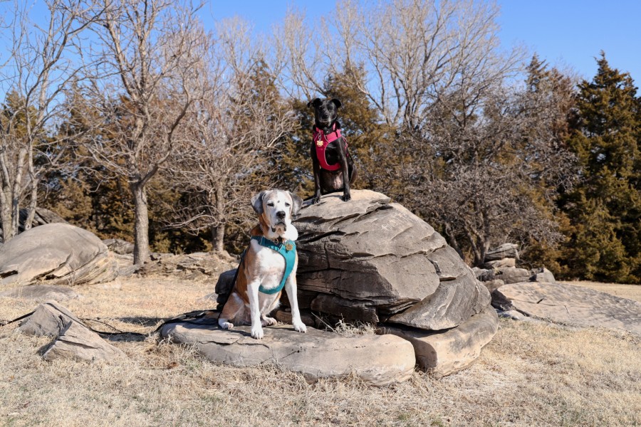 A medium sized black dog sitting on top of a Dakota sandstone concretion and a large white and tan dog sitting in front of the sandstone.