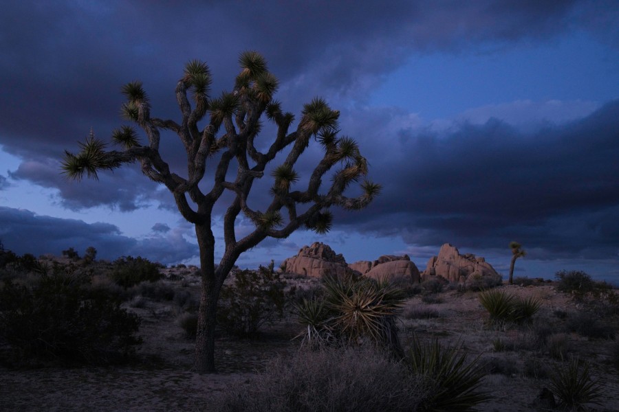 A joshua tree during blue hour