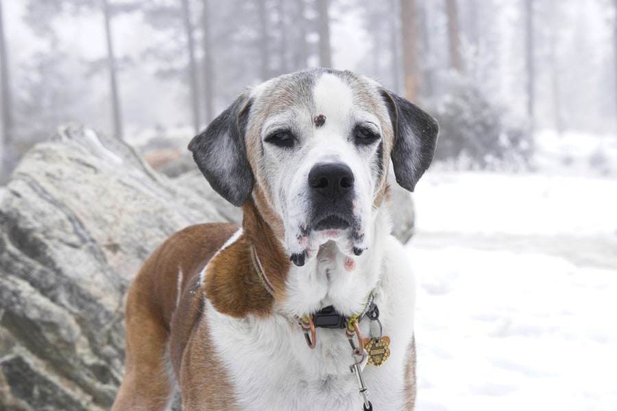 Close up of Bernard, a large white and tan dog, in the middle of the snow covered forest.