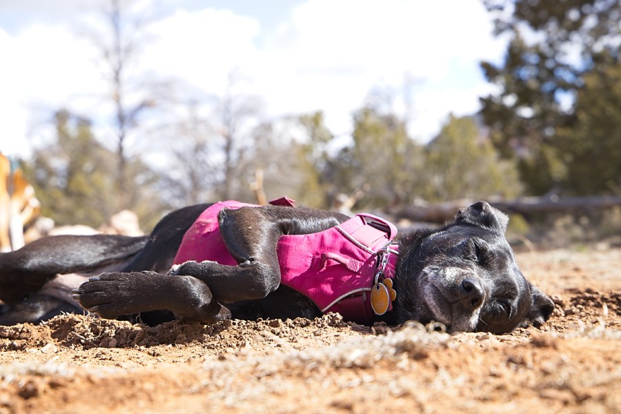 Cookie, a black dog wearing a pink harness, is napping on the dirt ground