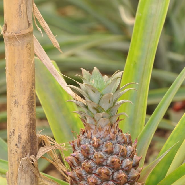 The best pineapple