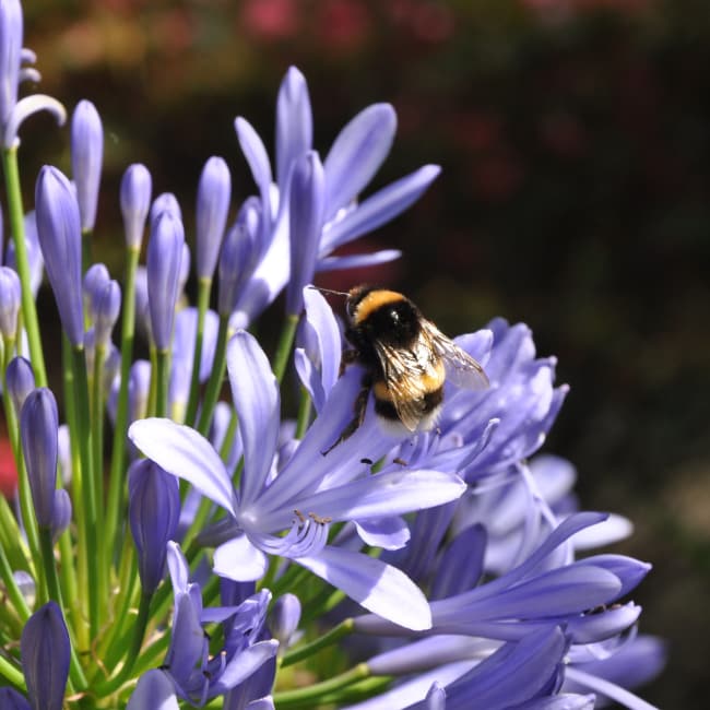 Bee