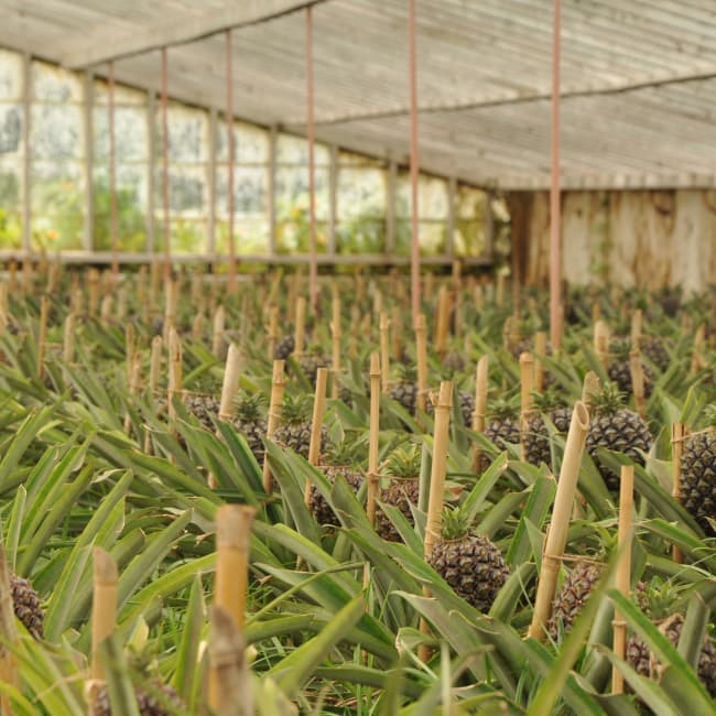 All the pineapples