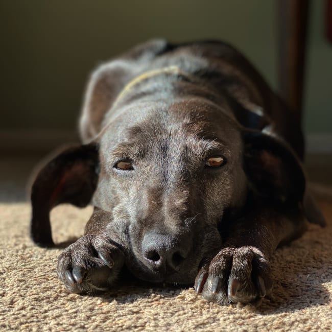 Holly (foster) - June 2021