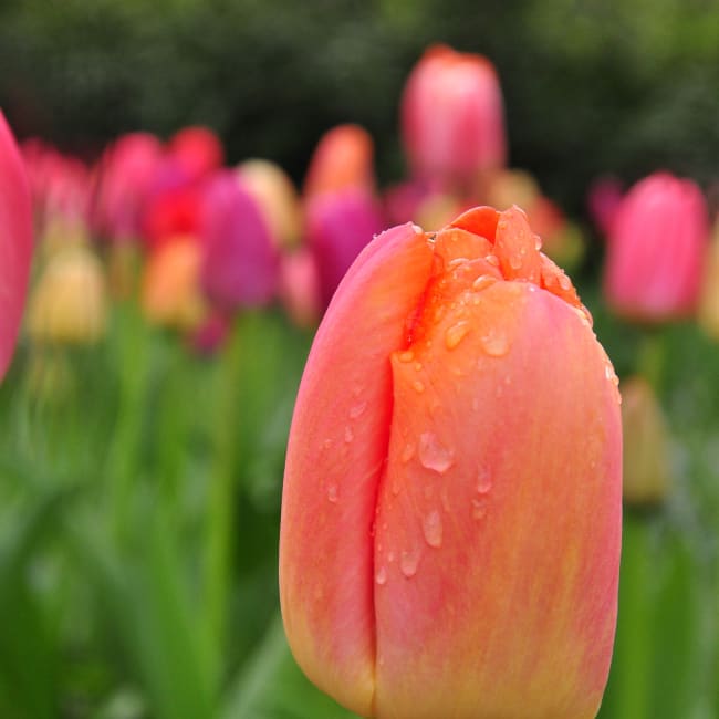 Tulip
