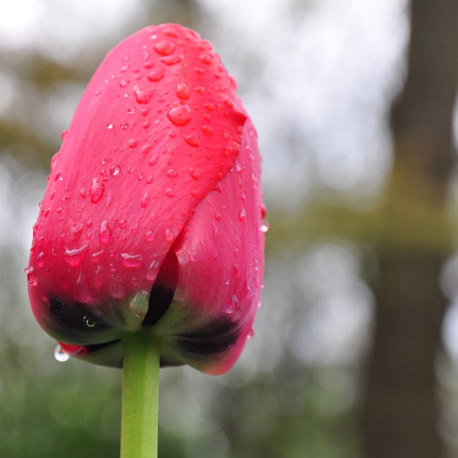 Tulip