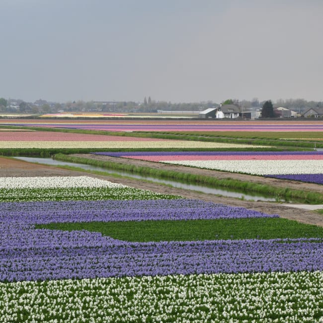 Tulip Fields