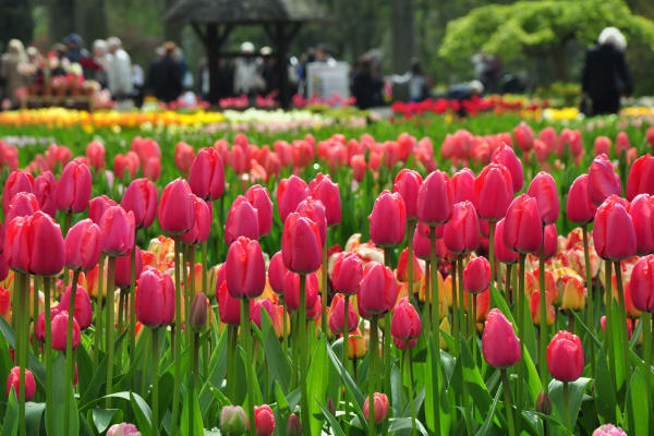 Keukenhof