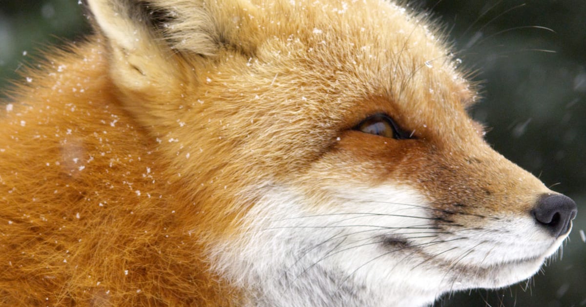 Is a Fox a Cat or a Dog?