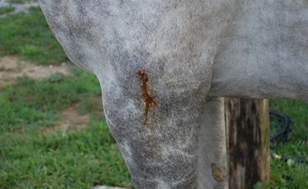 Wounds and Their Treatment