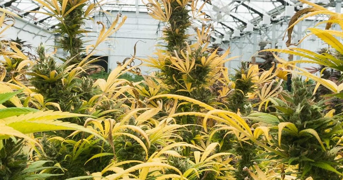 Why Your Pot Leaves Are Turning Yellow