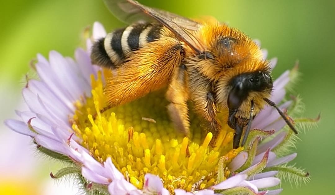 Why Are Bees So Important to Our