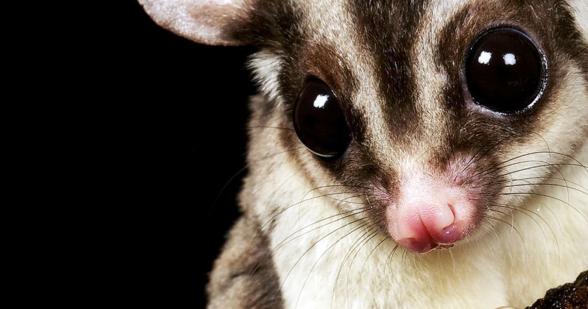 Exotic Pets What is a Sugar Glider?