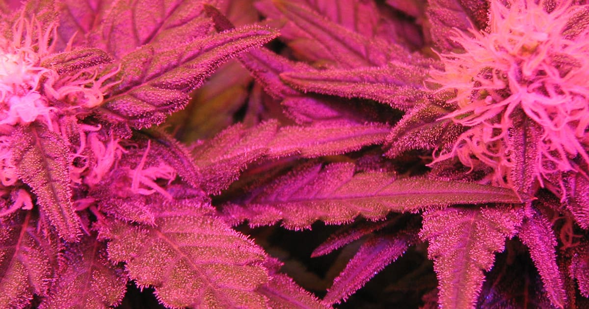 Most Beautiful Marijuana Strains