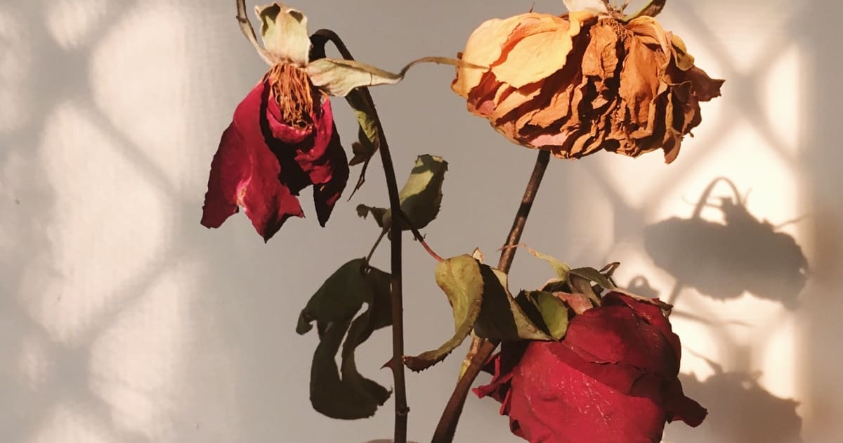 A Wilting Rose
