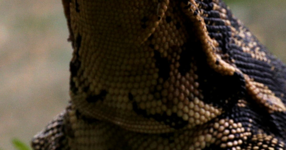 Caring for Monitor Lizards