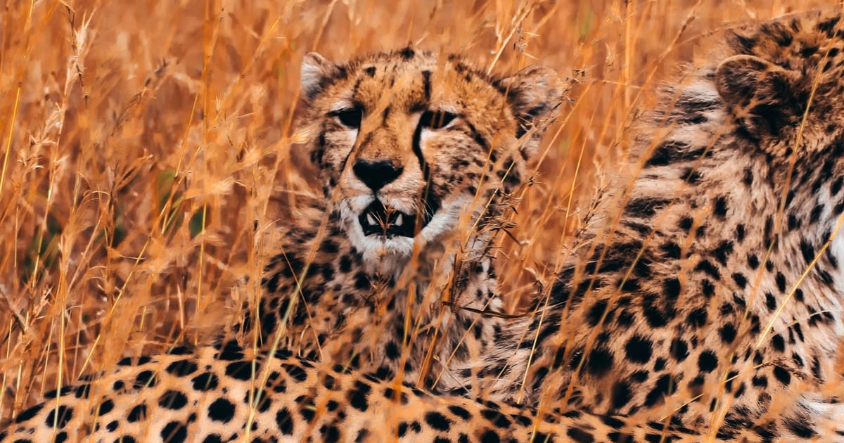 Best Point and Shoot Cameras for Wildlife Photography