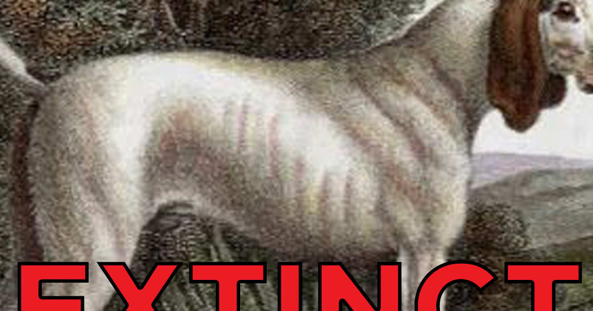 17 Extinct Dog Breeds You Never Knew Existed