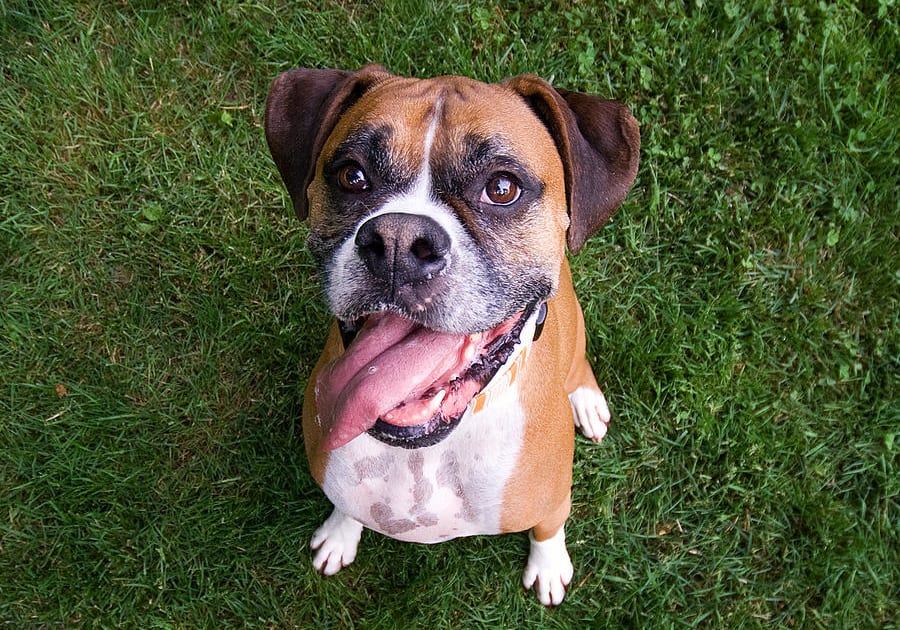 10 Top Tips for Boxer Owners