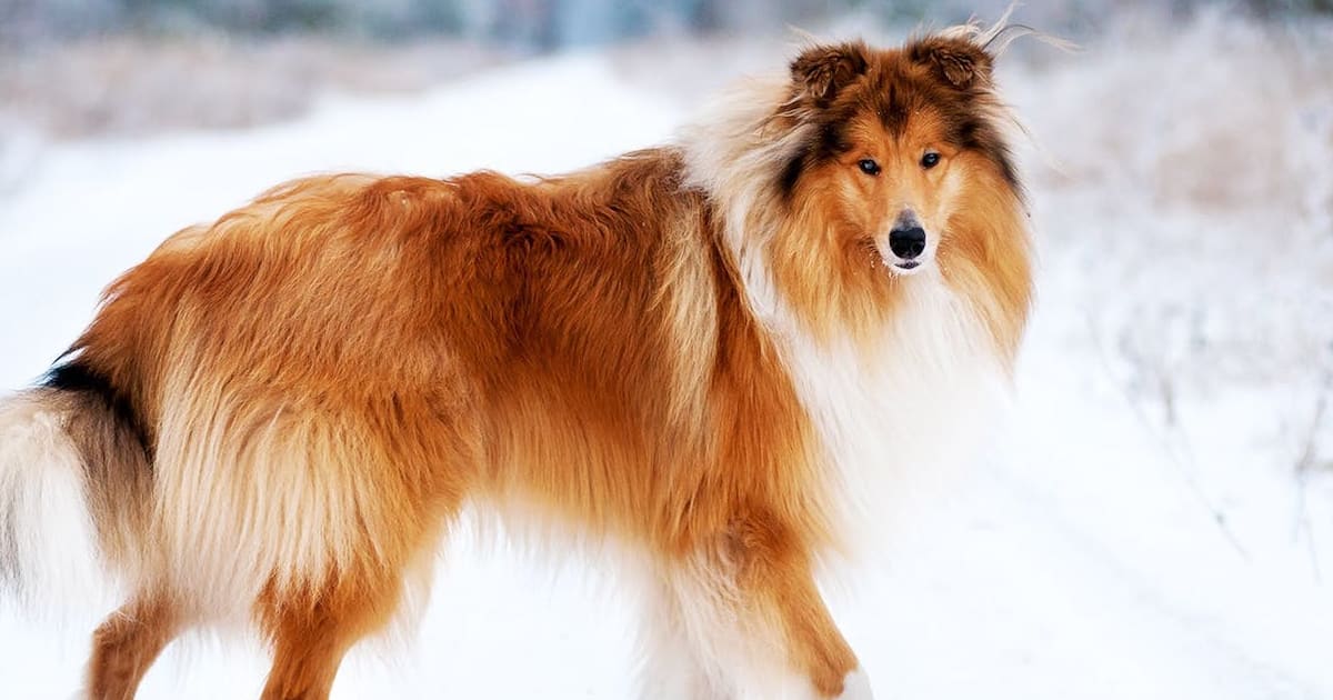 10 of the Most Loyal Dog Breeds