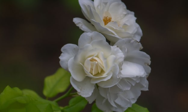 A Single White Rose