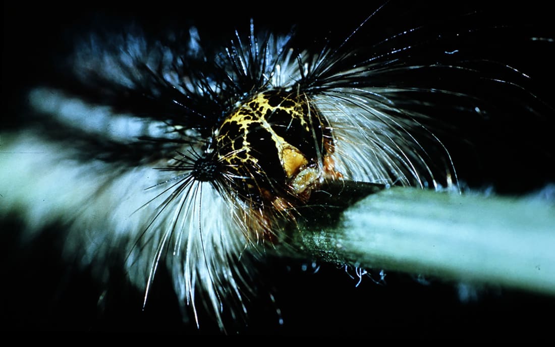 Gypsy Moth Invasion Futurism