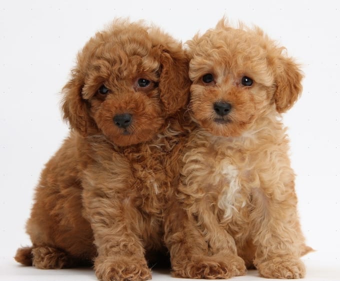 small-hypoallergenic-dogs-petlife