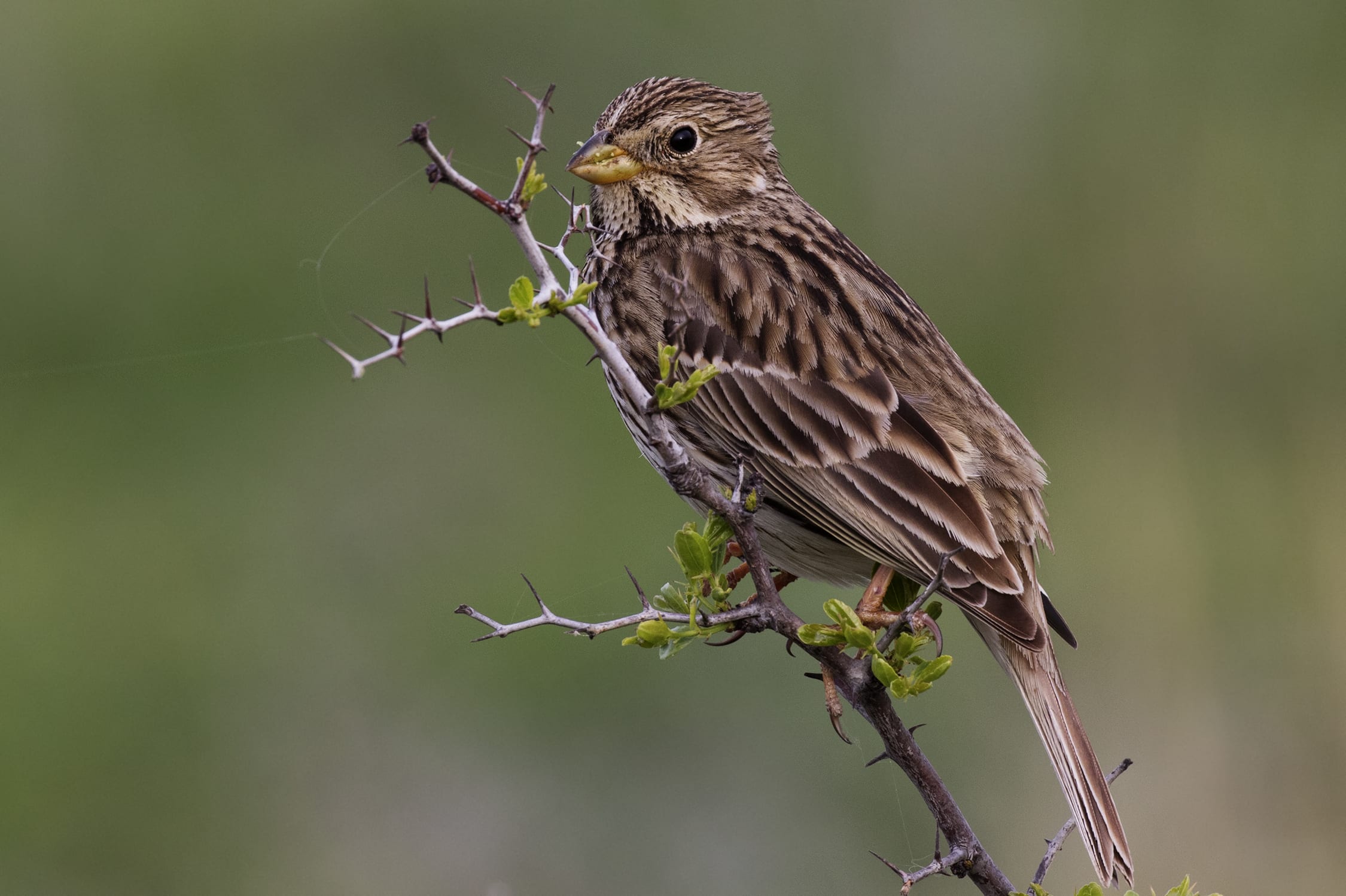 Corn Bunting | Petlife