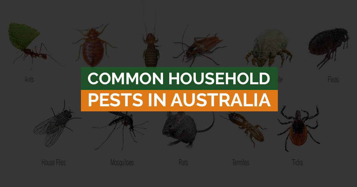 Common Household Pests in Australia That Are Destroying Your Home ...
