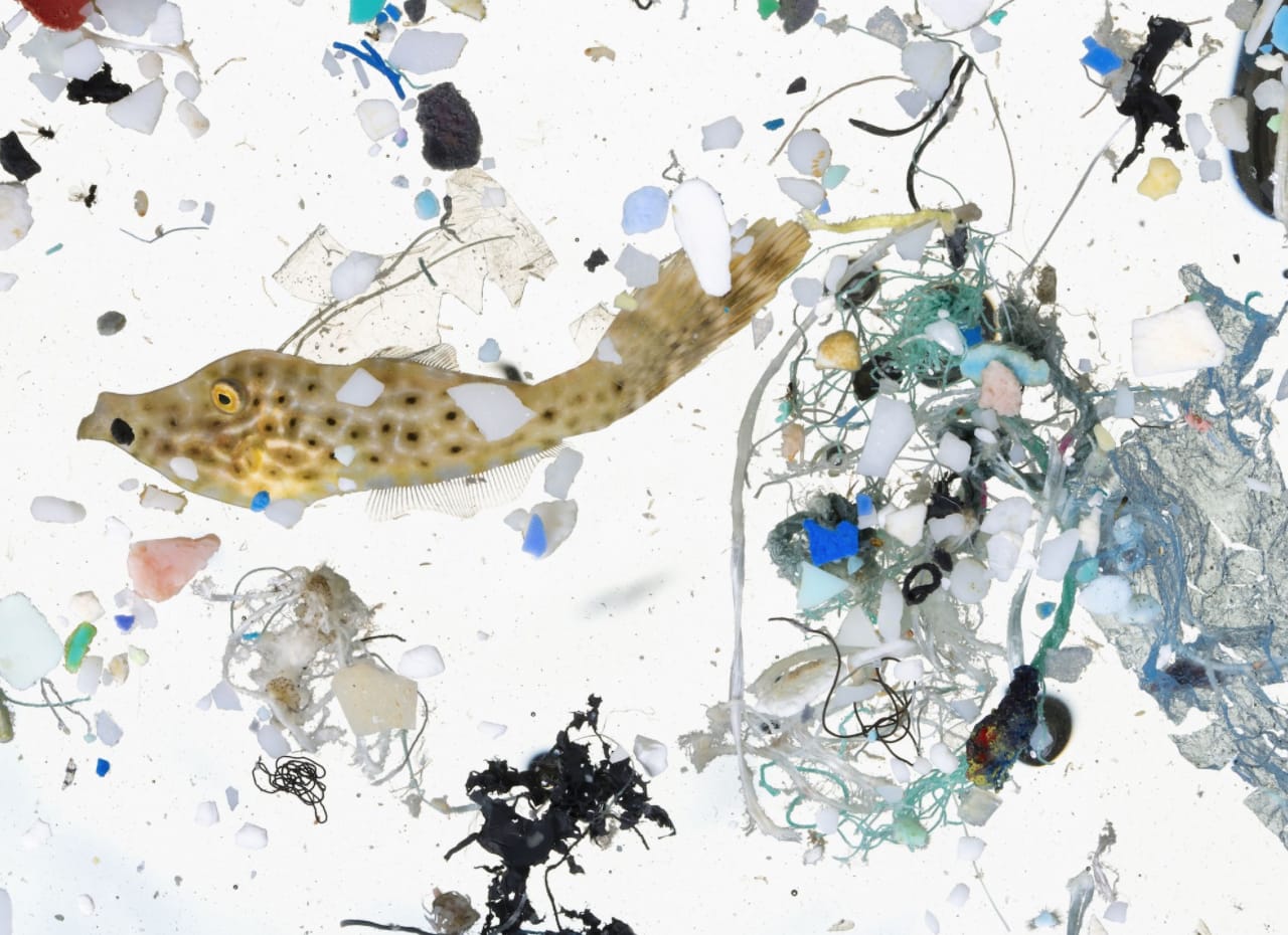 Are microplastics really harming us