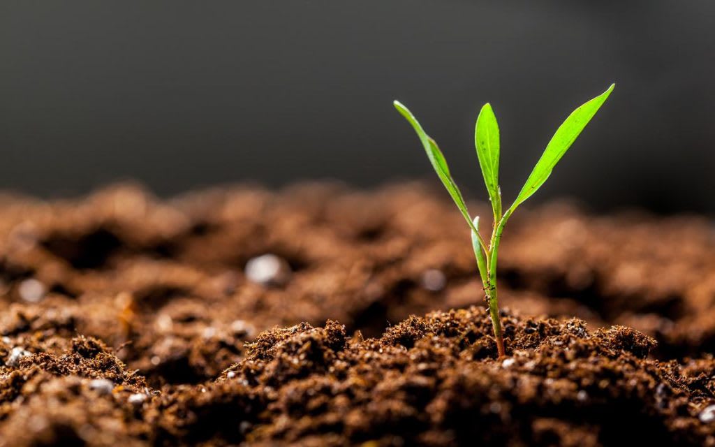 Agrochemical Use for Soil Fertility and Plant Nutrition Lifehack