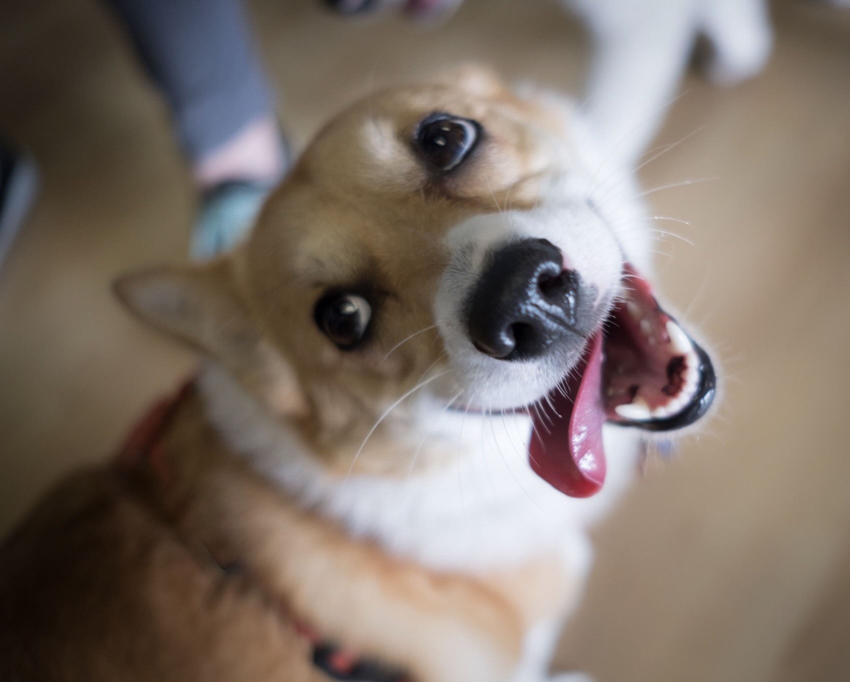 Why You Love Animals More than you Love Humans | Petlife Why You Love Animals More than you Love Humans | Petlife