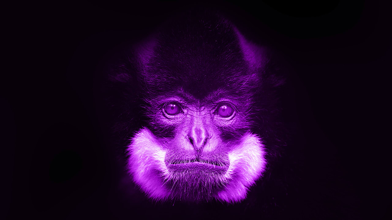 I am purple and I am a monkey!