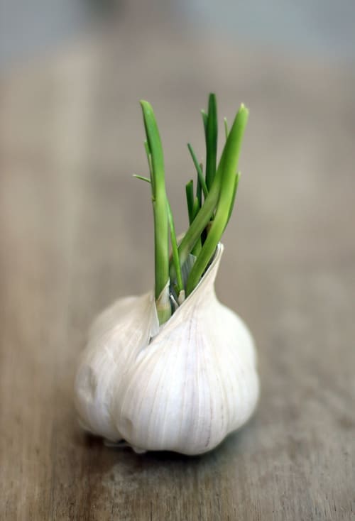 Sprouted Garlic Families