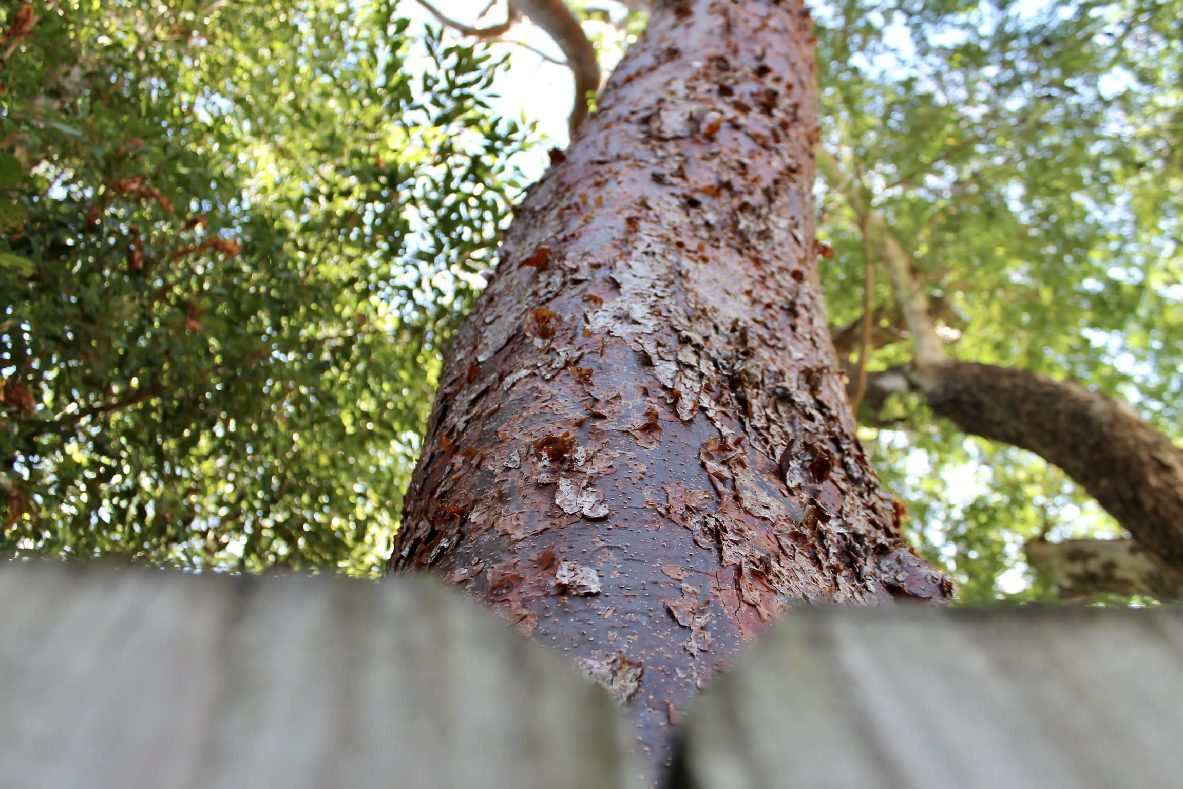 gumbo-limbo, copperwood, chaca, turpentine tree (Bursera simaruba