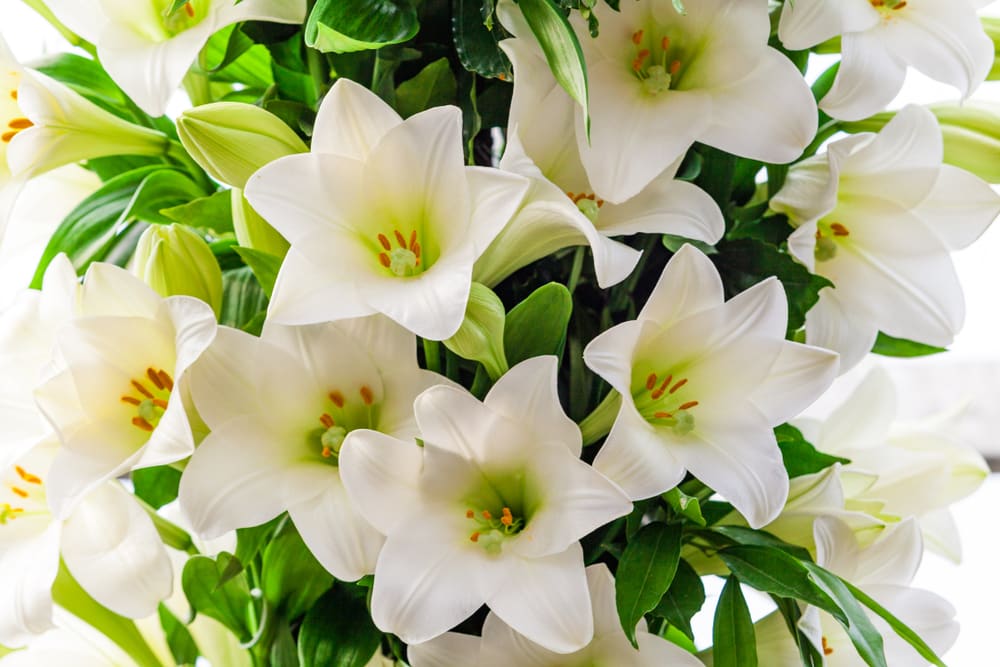 White Lilies Are The Symbol Of Friendship | Humans