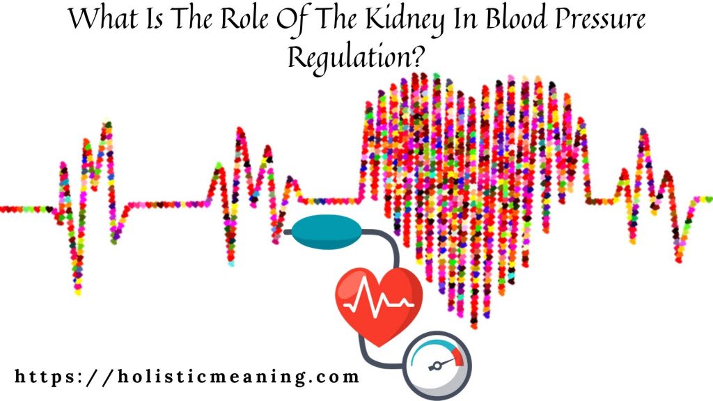 What Is The Role Of The Kidney In Blood Pressure Regulation? FYI