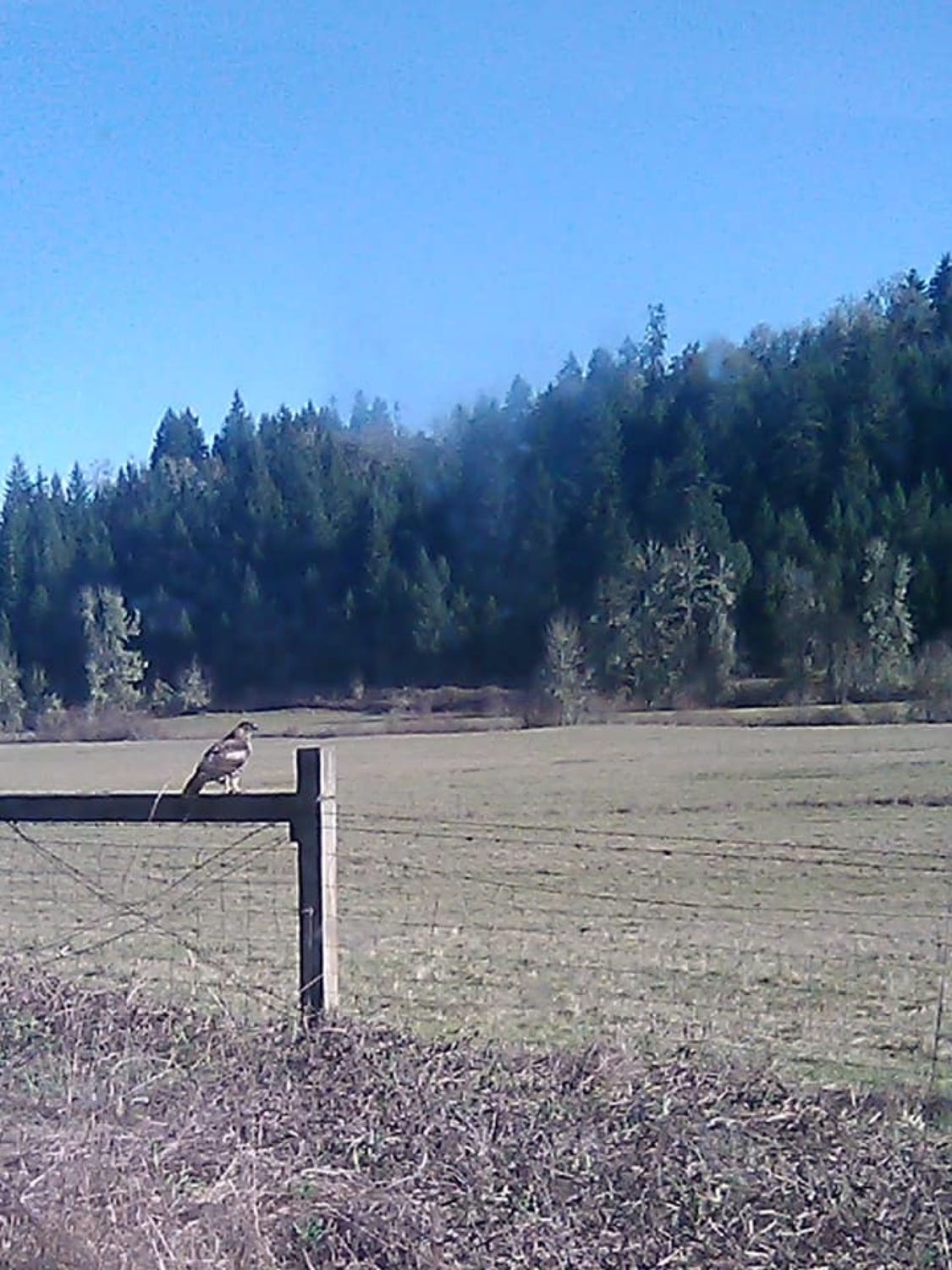 A Hawk's Eye View Earth