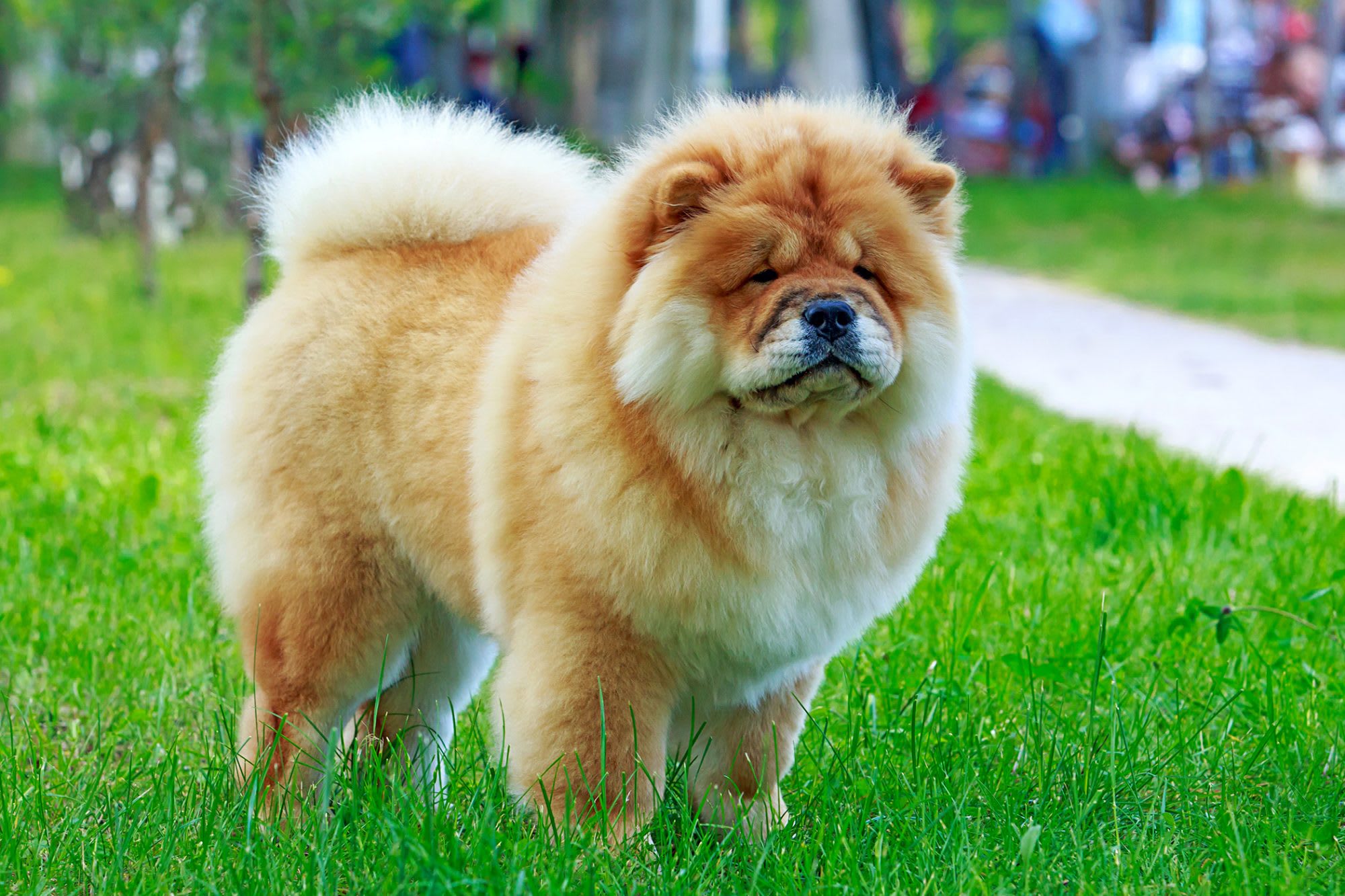 What Is The Cutest Dog Breed In The World 2022