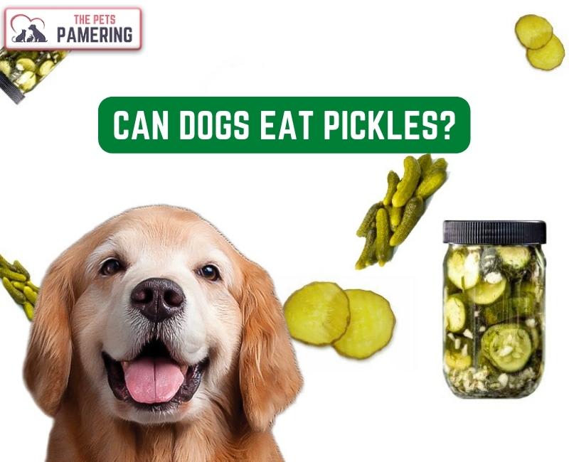 Are pickles okay for dogs best sale